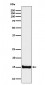 Anti-Histone H3 (di methyl K4) Rabbit Monoclonal Antibody